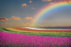 beautiful rainbow over acres of flowers