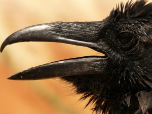 Introducing Cosmos. The talkative crow from Oregon.